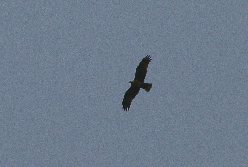 Booted Eagle - Dwergarend