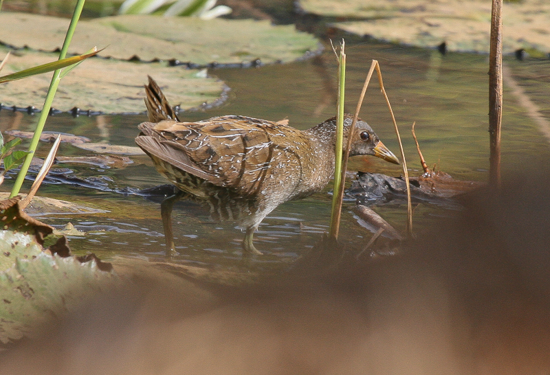 Spotted Crake, new species for The Gambia- Porseleinhoen, nieuwe soort voor Gambia