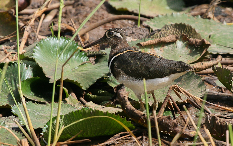 Greater Painted-snipe - Goudsnip