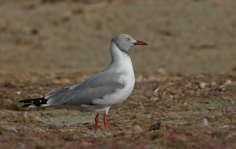 Grey-headed Gull - Grijskopmeeuw