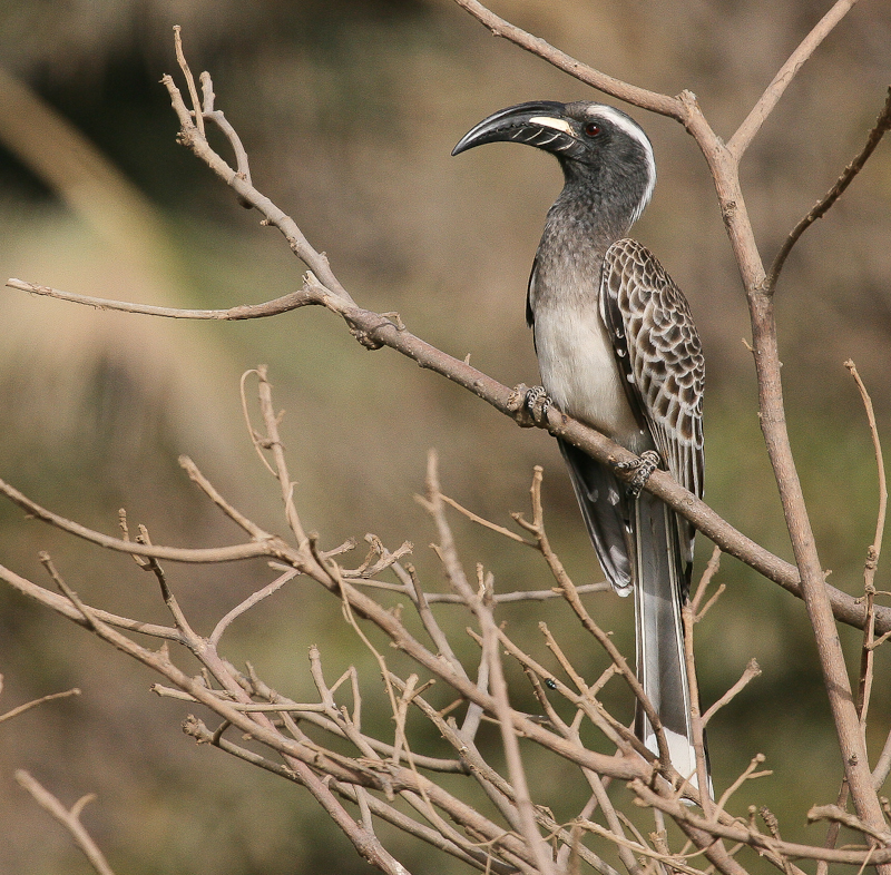 African Grey Hornbill - Grijze Tok