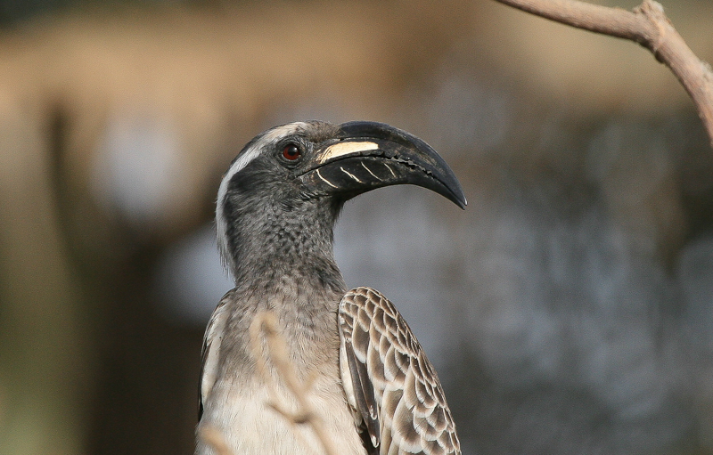 African Grey Hornbill - Grijze Tok