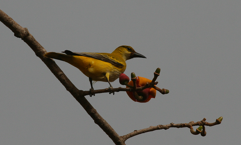 African Oriole - Afrikaanse Wielewaal