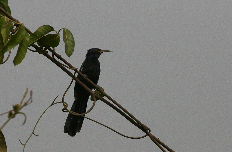 Black Scimitarbill - Zwarte Boomhop