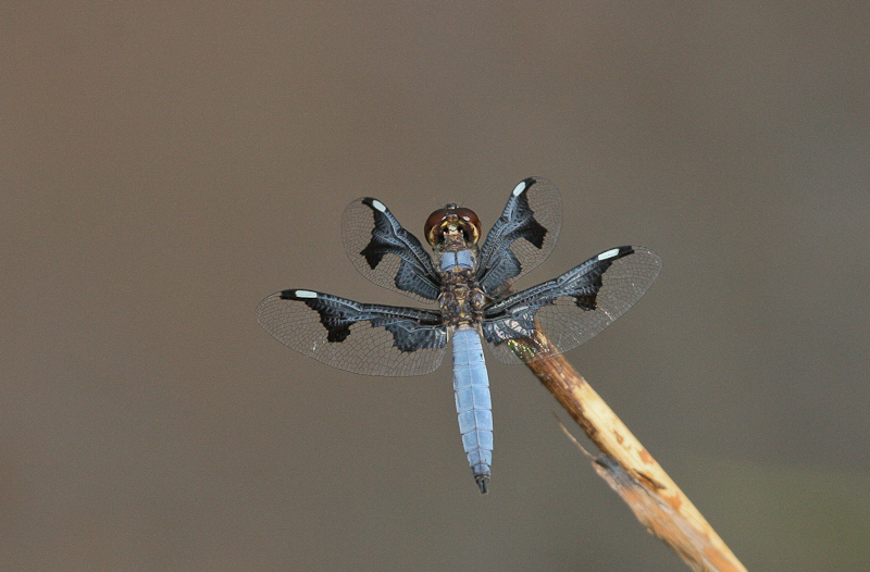 Dragonfly - Libel