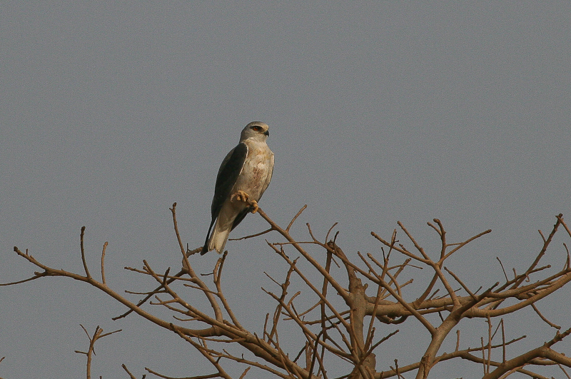 Black-shouldered Kite - Grijze Wouw