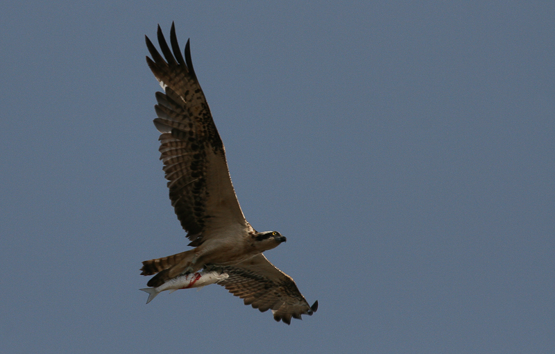 Osprey with fish - Visarend met vis