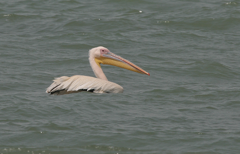 Great White Pelican - Roze Pelikaan