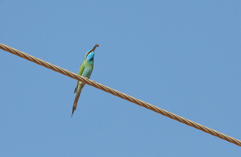 Green Bee-eater - Kleine Groene Bijeneter