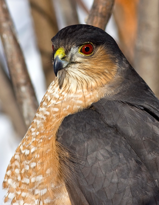 Sharp-shinned Hawk