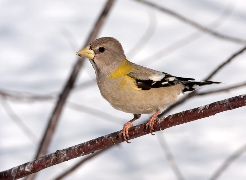 EVENING GROSBEAK (female)