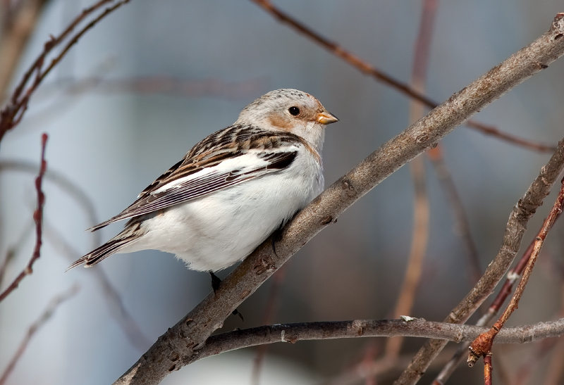 Snow Bunting