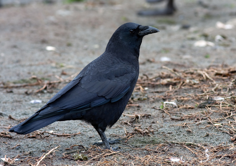 American Crow (Northwestern subspecies)