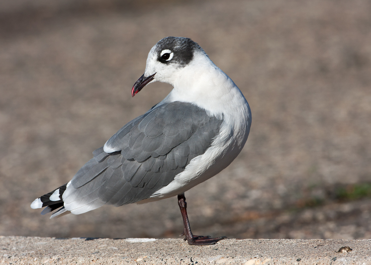 Franklin's Gull