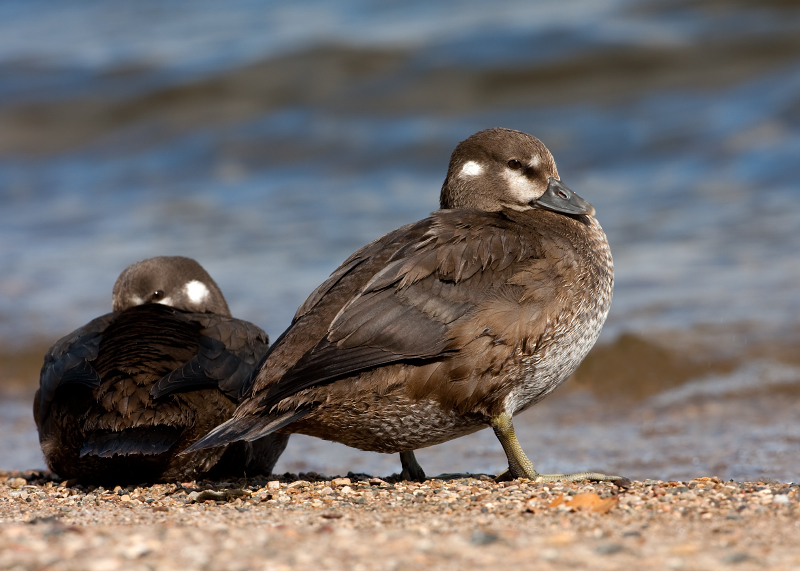 Harlequin Duck