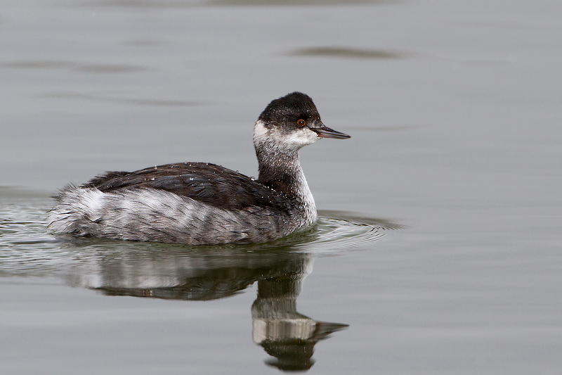 Eared Grebe