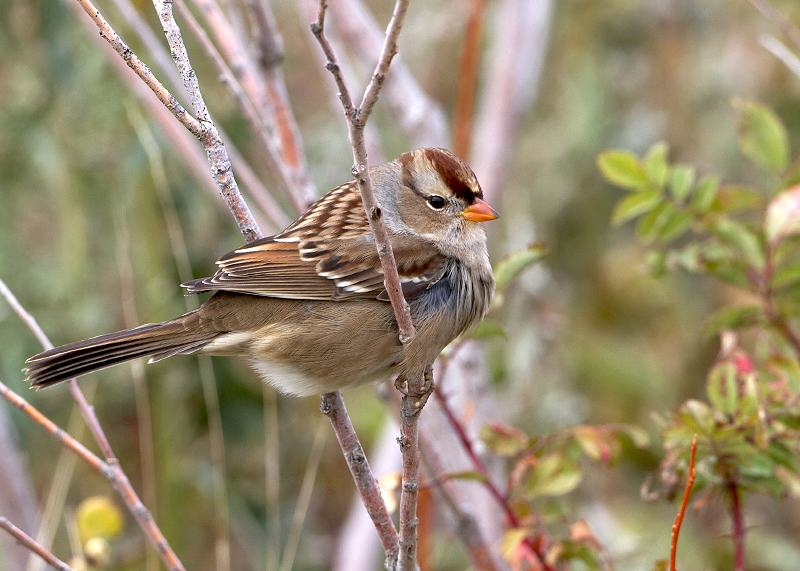 White-crowned Sparrow