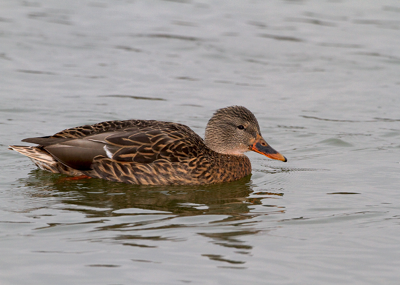 Mallard