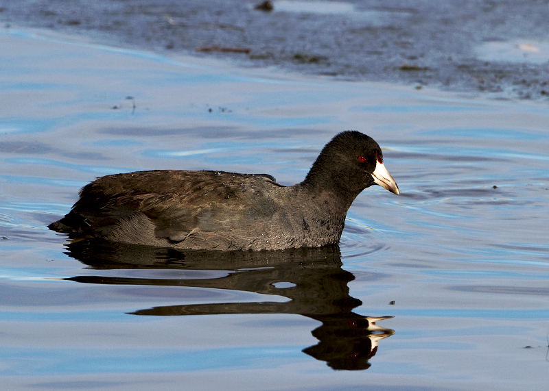 American Coot