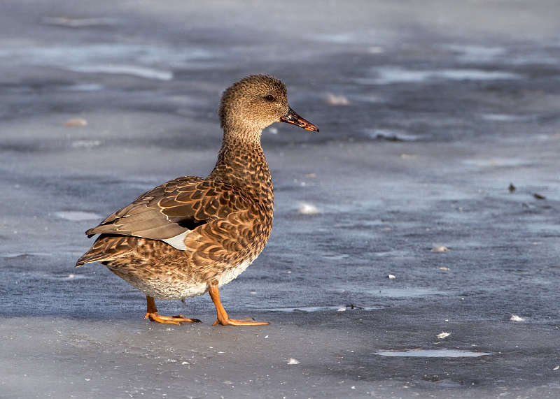Gadwall