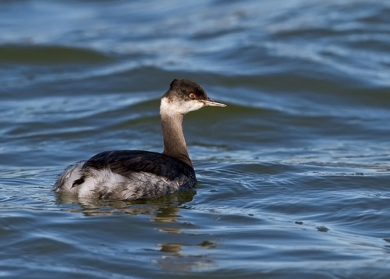 Eared Grebe