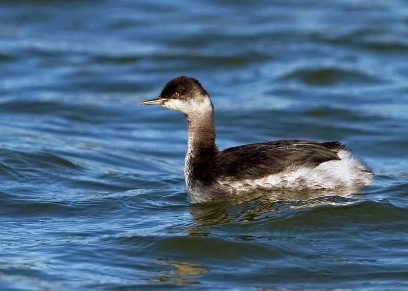 Eared Grebe