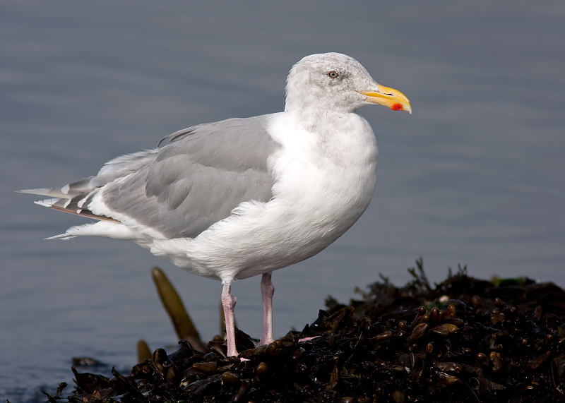 Glaucous-winged Gull