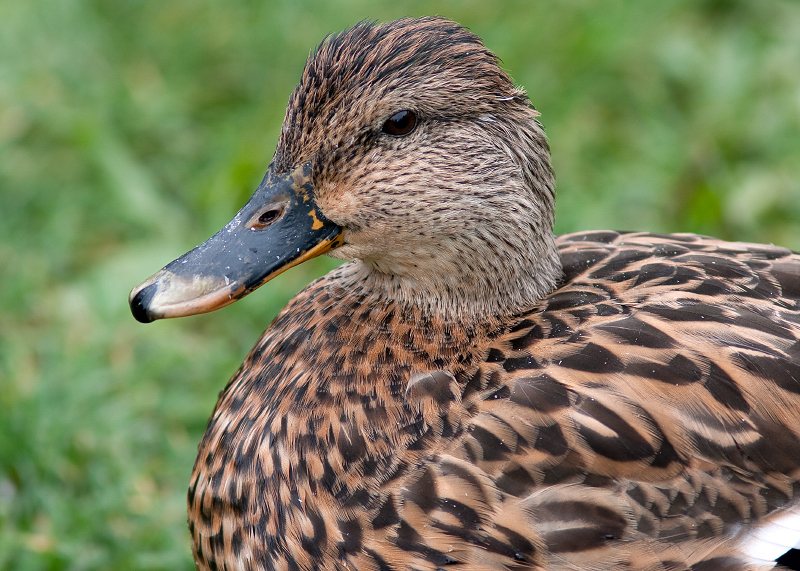 Mallard