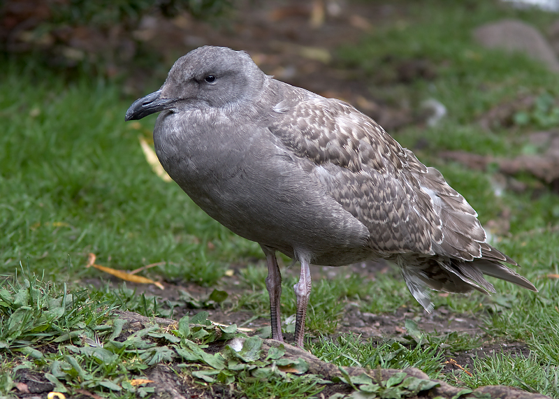 Glaucous-winged Gull