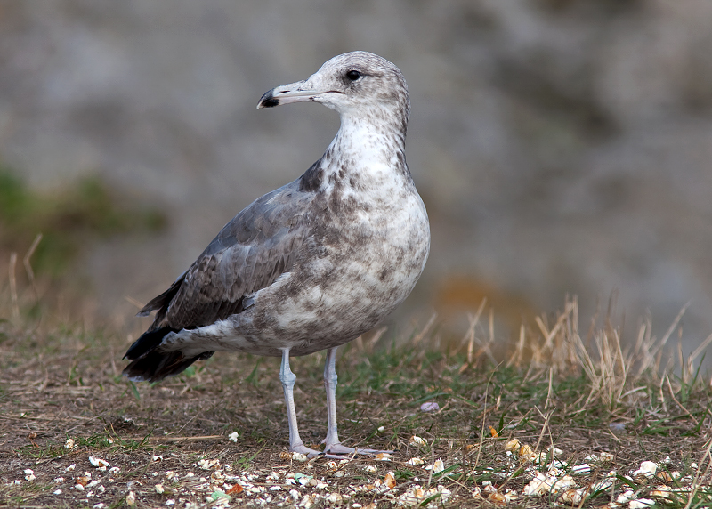 California Gull