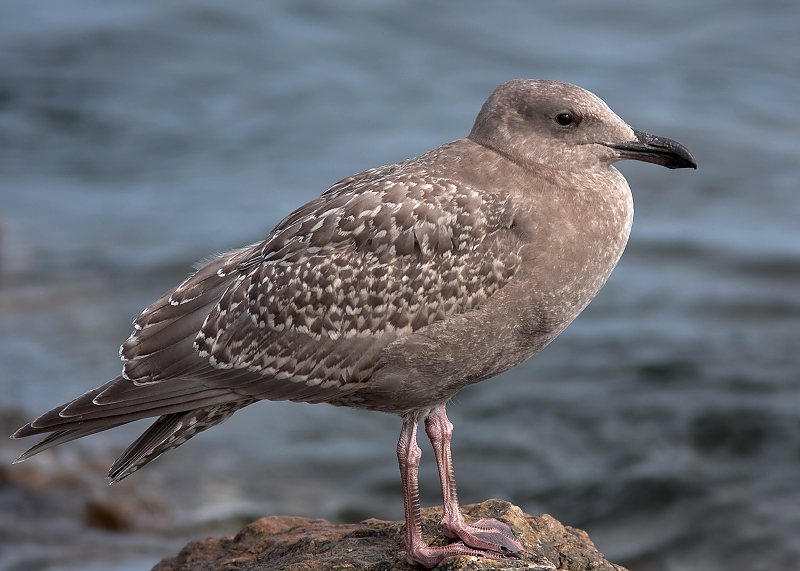 Glaucous-winged Gull