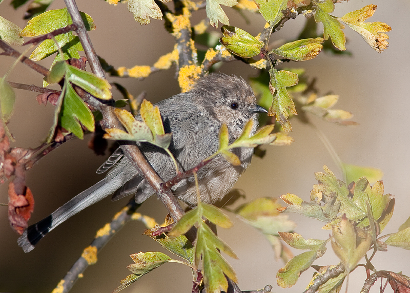 Bushtit