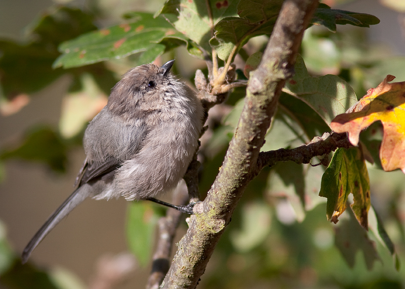 Bushtit