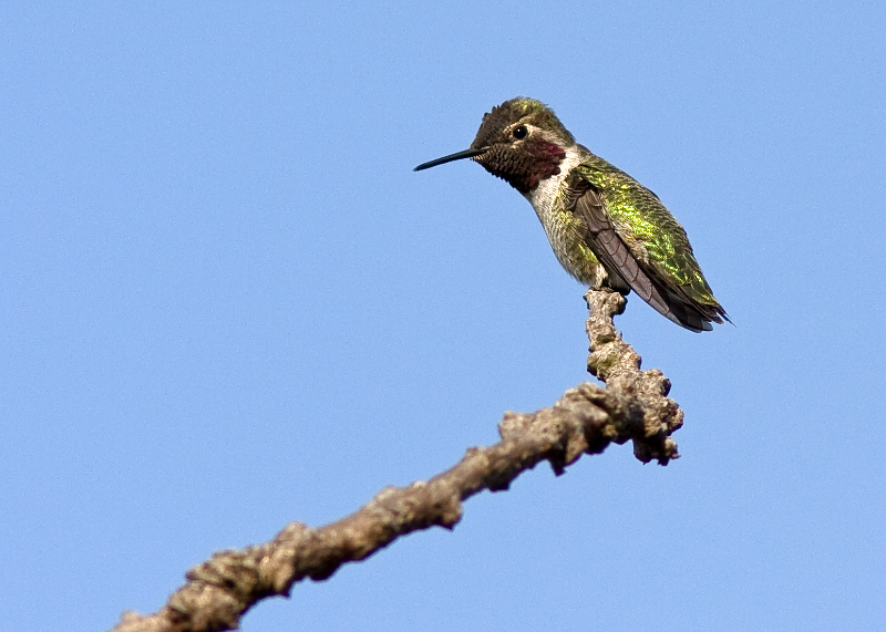 Anna's Hummingbird