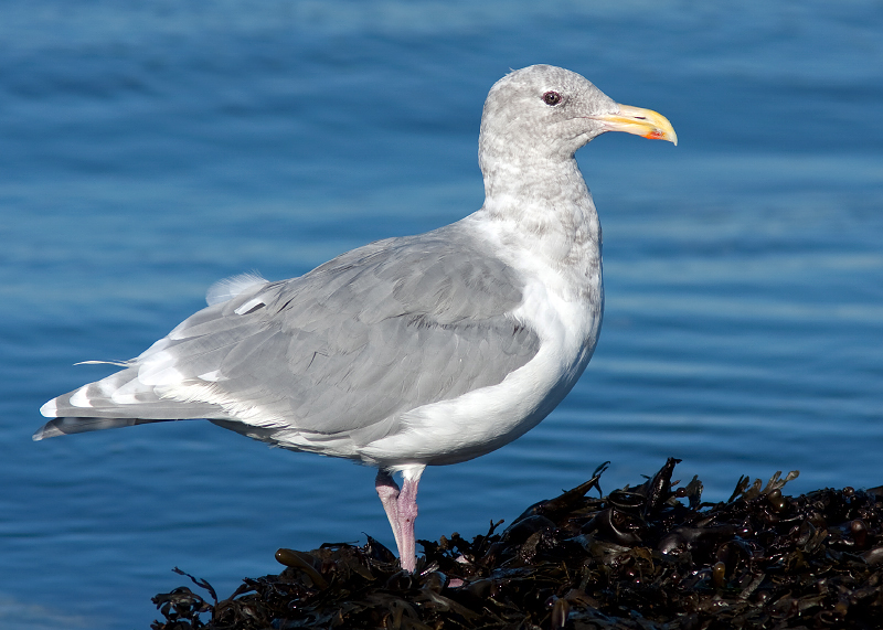 Glaucous-winged Gull