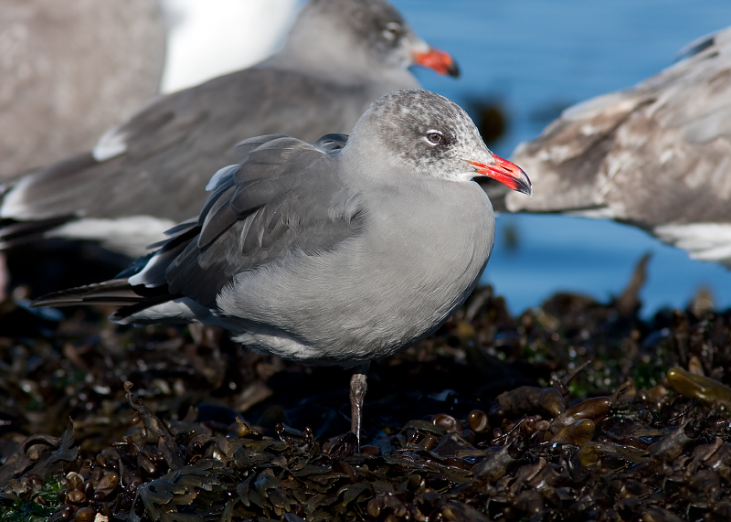 Heermann's Gull