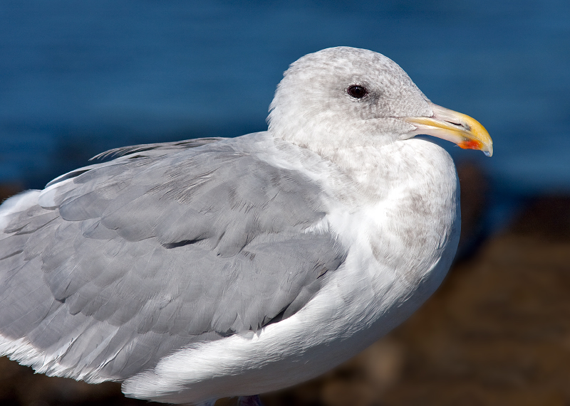 Glaucous-winged Gull