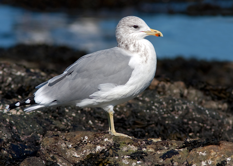 California Gull