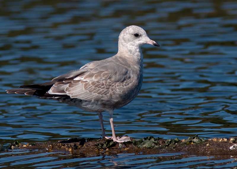 Short-billed Gull