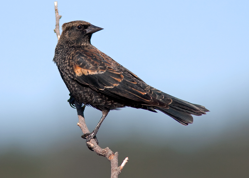 Red-winged Blackbird