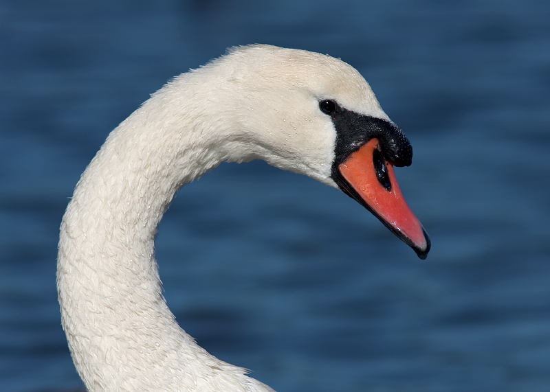 Mute Swan