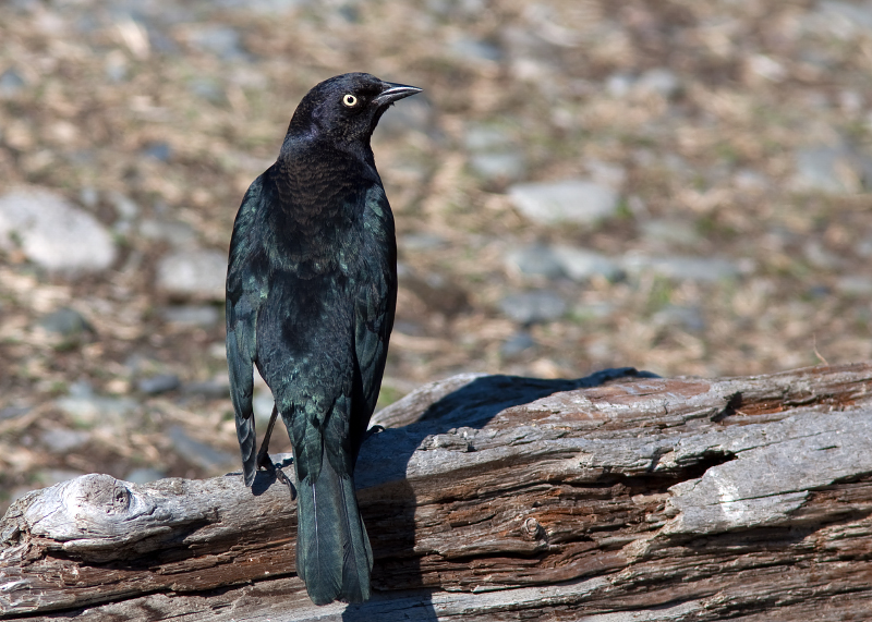 Brewer's Blackbird