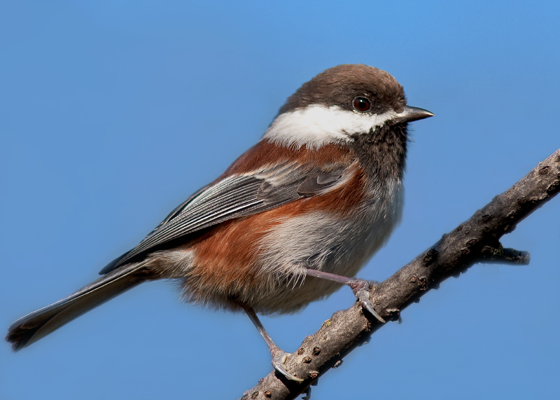 Chestnut-backed Chickadee