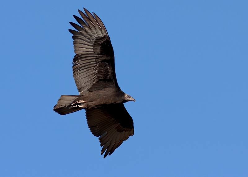 Turkey Vulture