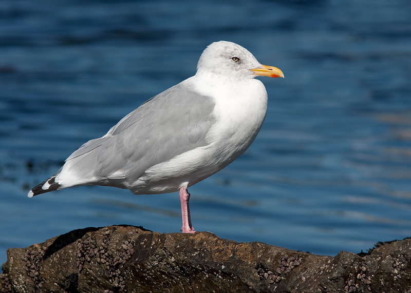 Thayer's Iceland Gull