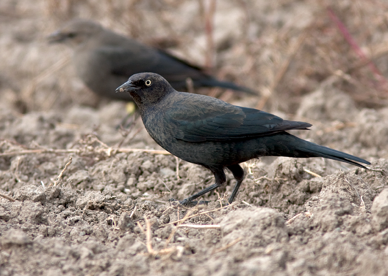 Brewer's Blackbird