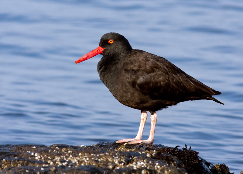 Black Oystercatcher