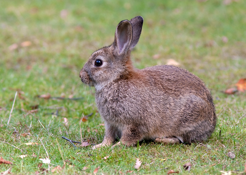 feral European Rabbit
