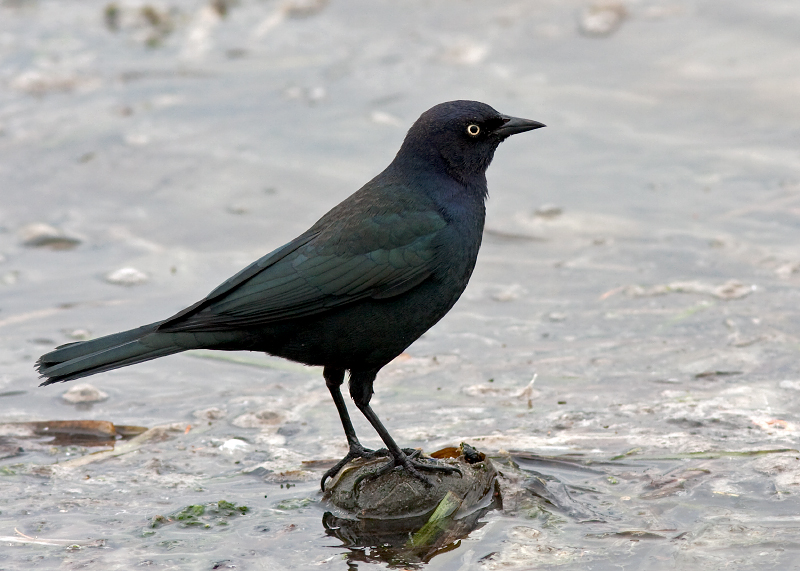 Brewer's Blackbird