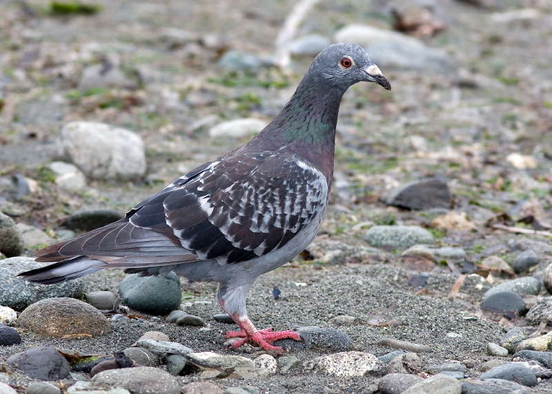 Rock Pigeon